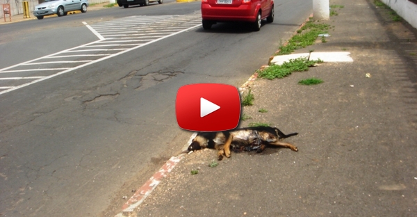 Cão tenta a todo o custo reanimar o seu amigo que foi atropelado