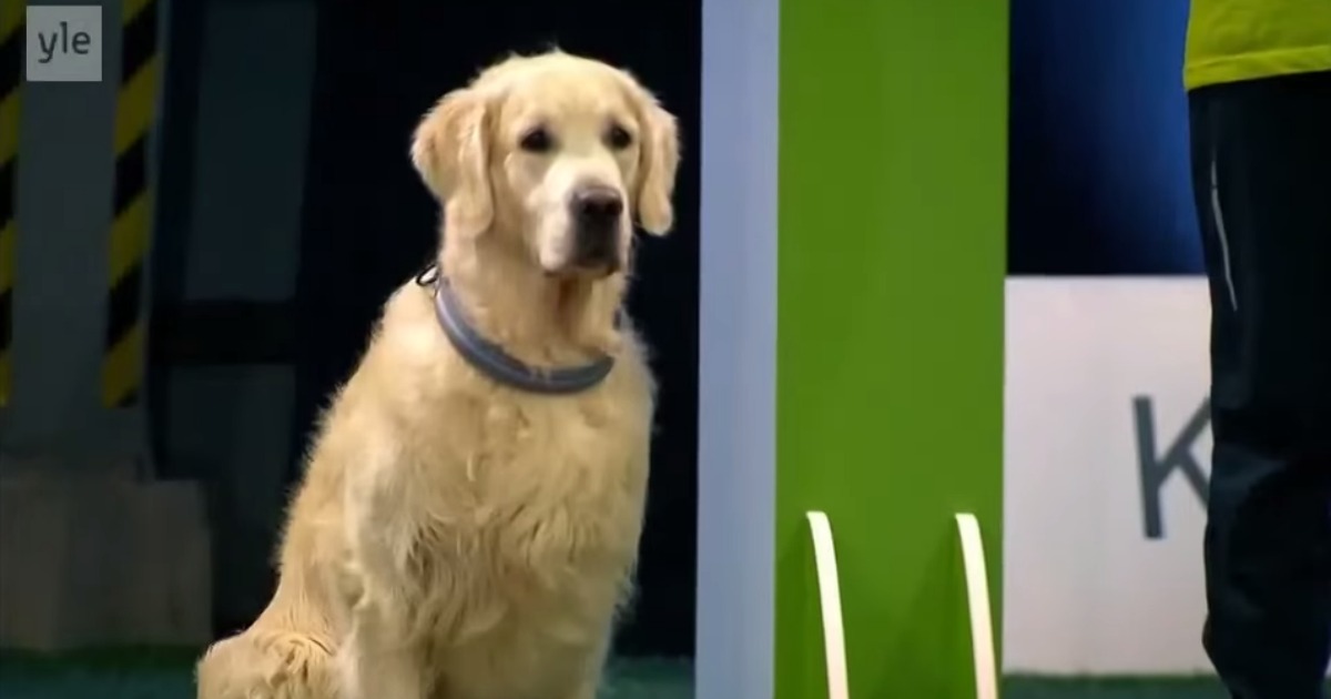 Este Golden Retriever queria correr, mas… as primeiras coisas primeiro!