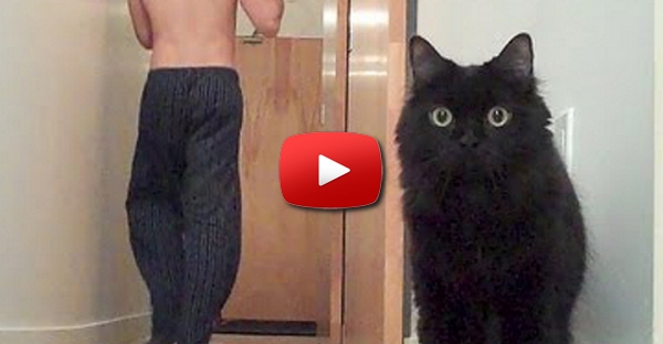 Quando pequenos cãezinhos decidem atazanar a vida dos gatos... QUE COMÉDIA!