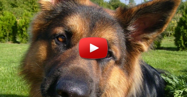 Soldado adoptou cão militar que foi baleado (e quase morto) ao entrar num edifício sob o seu comando