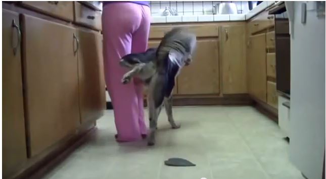 Este é possivelmente o cão mais bem treinado que já viste nos últimos tempos