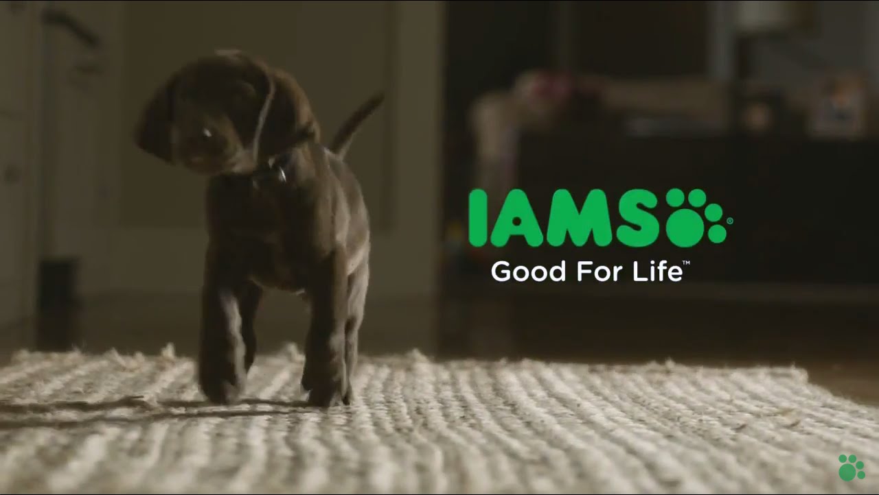 Nunca abandones o teu amigo de quatro patas… ele também nunca te abandonará!