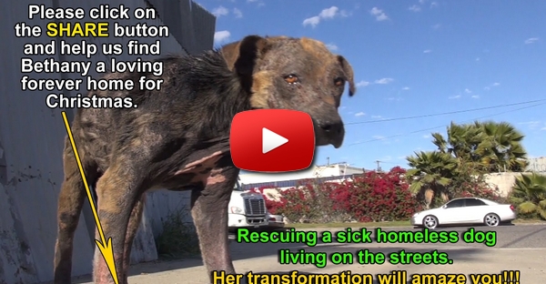Mais um salvamento espectacular da “Hope for Paws” a um animal abandonado