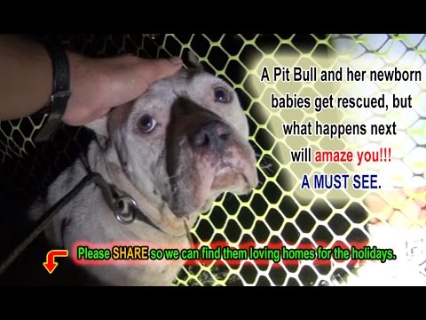 Foram resgatar um Pitbull bastante perigoso… mas tiveram uma surpresa!