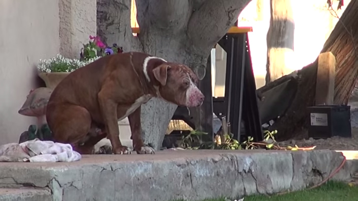 Pit Bull abandonado é salvo por gatos