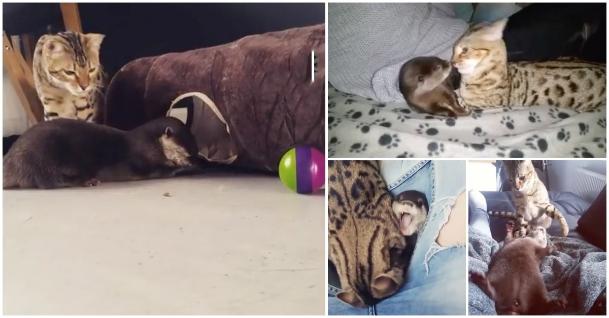 A amizade incomum entre um gato bengala e uma lontra... SO CUTE!