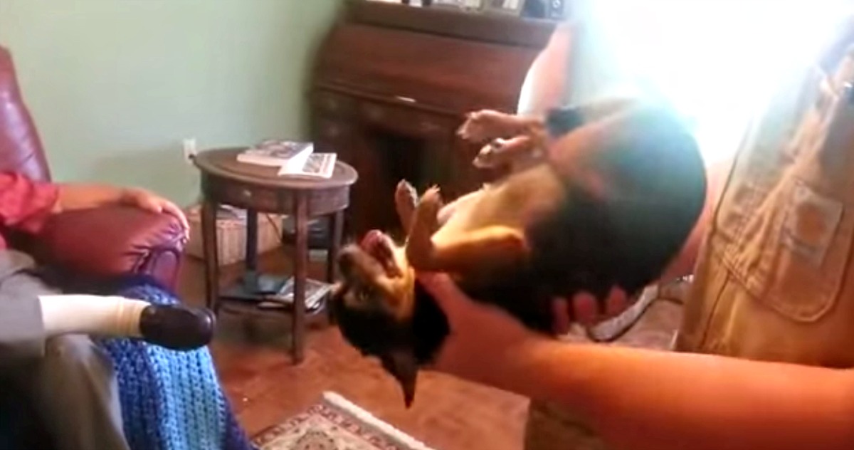 Com o medo este Chihuahua faz-se de morto