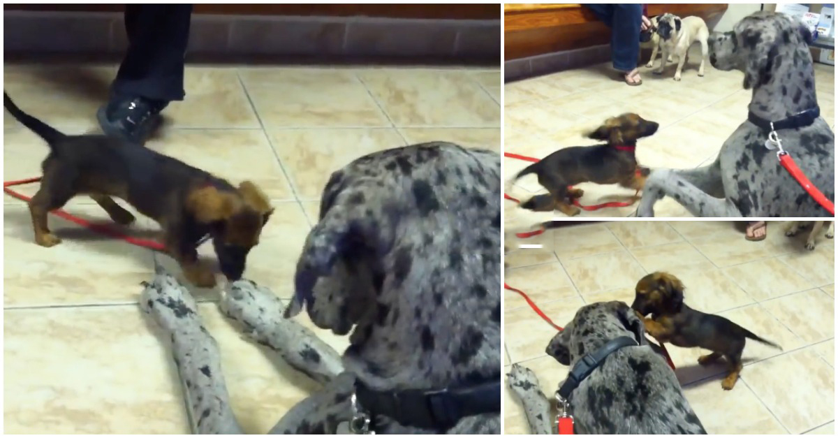 A incrível paciência e ternura de um dogue alemão para com um cãozinho hiperativo no veterinário