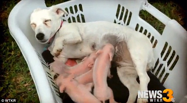 Amor sem fronteiras: cadela “adopta” porquinhos abandonados pela mãe e até produz leite