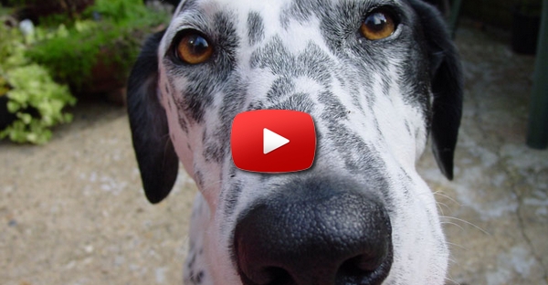 A reação de um cão ao receber um raspanete do dono