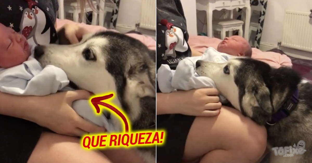 A reação de um husky ao conhecer o novo bebé da família
