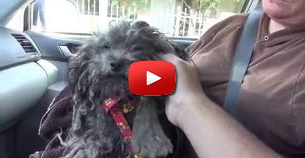 Um cão abandonado e a aterrorizado é resgatado. A sua transformação vai aquecer seu coração.