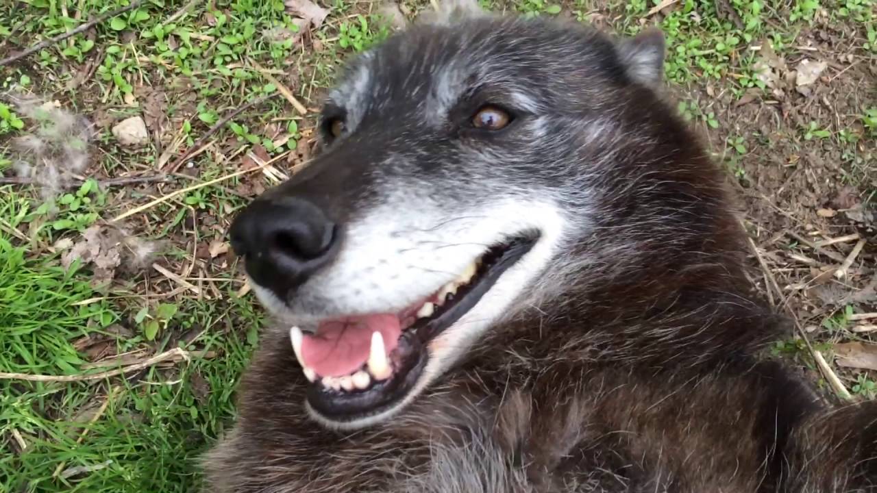 Apenas um lobo feliz e cheio de mimo que só quer brincadeira!