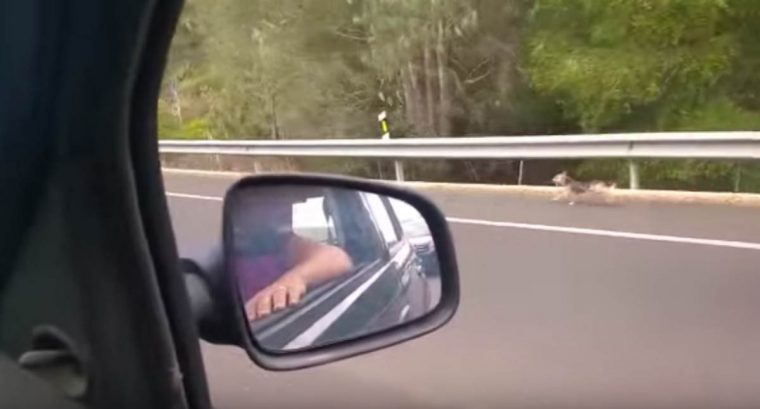 Cão corre atrás do carro dos donos após ser abandonado