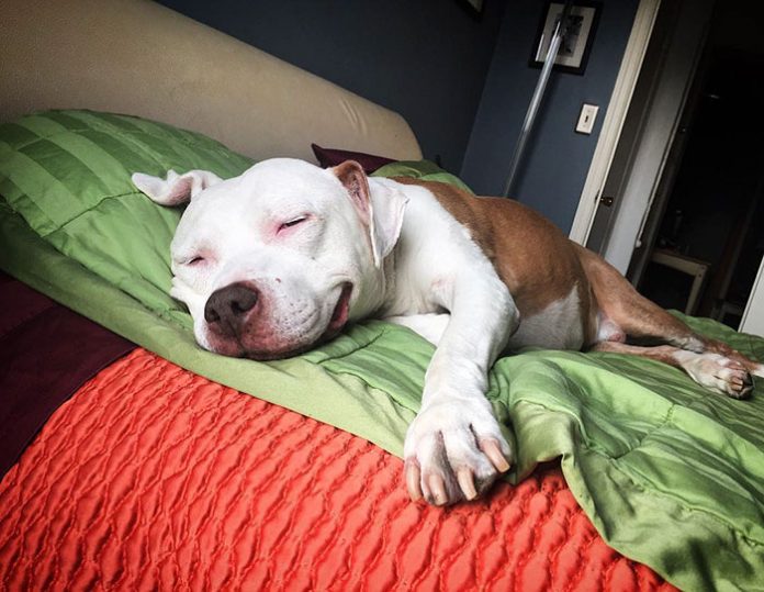 Este é o Brinks: Um Pit bull encontrado na rua que está sempre a sorrir!