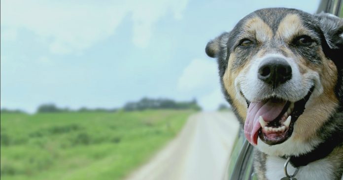 Holanda tornou-se o primeiro país sem cães abandonados; e não precisou sacrificar nenhum