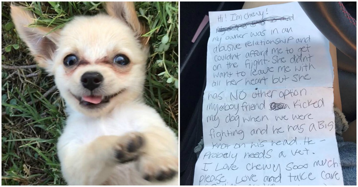 Este cão foi abandonado mas trazia uma carta junto dele a explicar o motivo