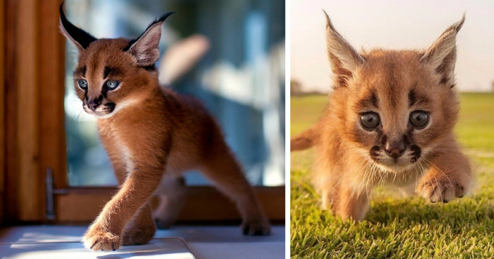 Caracal, a espécie de gatinhos mais fofa que tu já viste