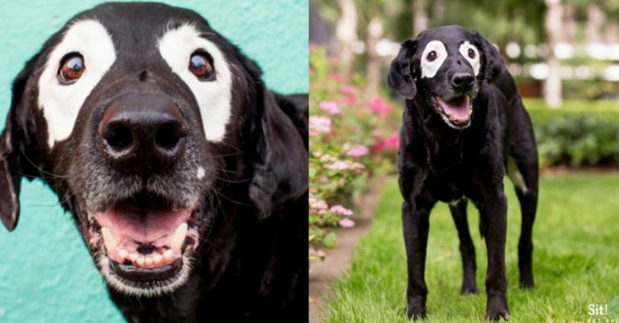 Cão com a doença de Michael Jackson faz sucesso na Internet graças às suas manchas brancas