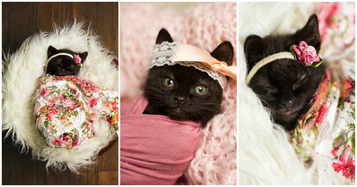 Gata ganha a sua primeira sessão fotográfica como se fosse um bebé