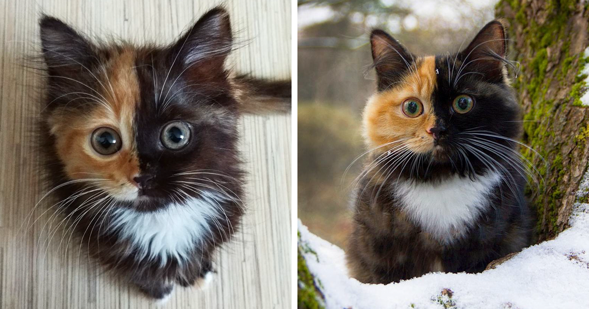 Yana, a gata de «duas caras» que está a derreter as redes sociais