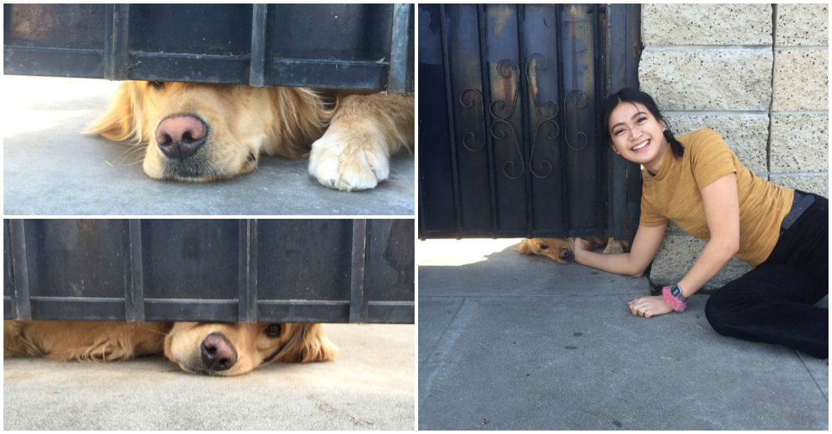 Todos os dias este cão espera que a sua amiga saia da escola para a ir dizer Olá