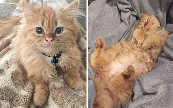Depois de ser adoptada, esta gatinha não consegue parar de sorrir