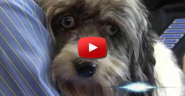 Depois de viver numa lixeira por 11 meses, este cão foi resgatado!