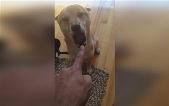 Vê só como esta cadela reforça a sua inocência
