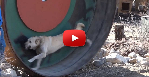 Cão pensa que é um Hamster