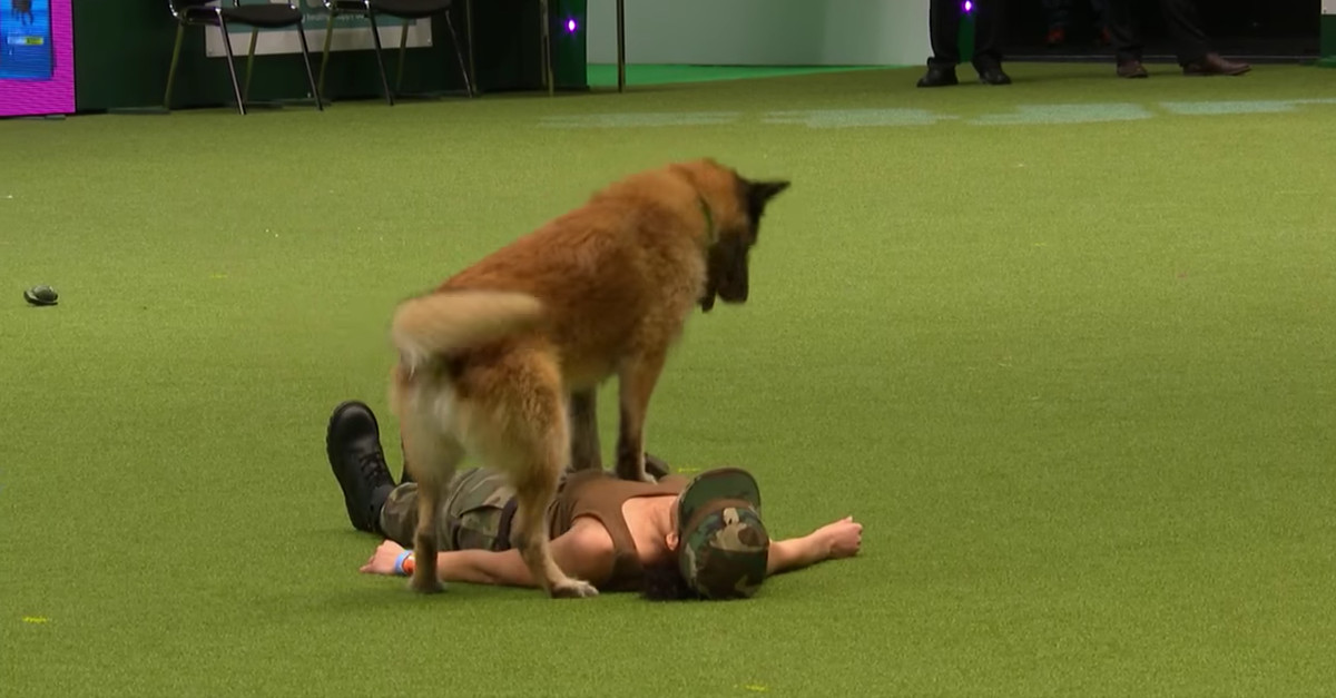 Este cão faz massagem cardíaca e respiração boca a boca