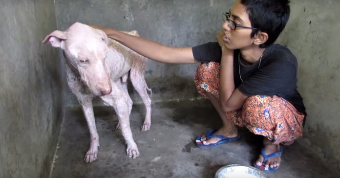 A recuperação emocionante deste cão encontrado na berma da estrada