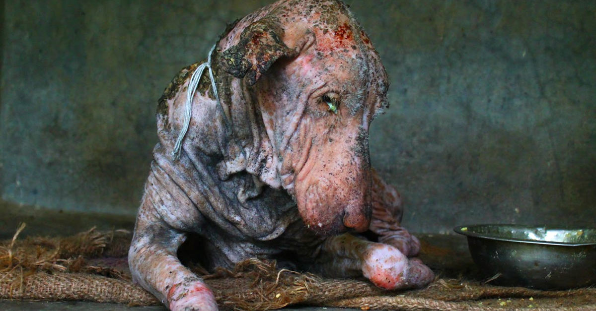 A transformação de um cão que estava à beira da morte