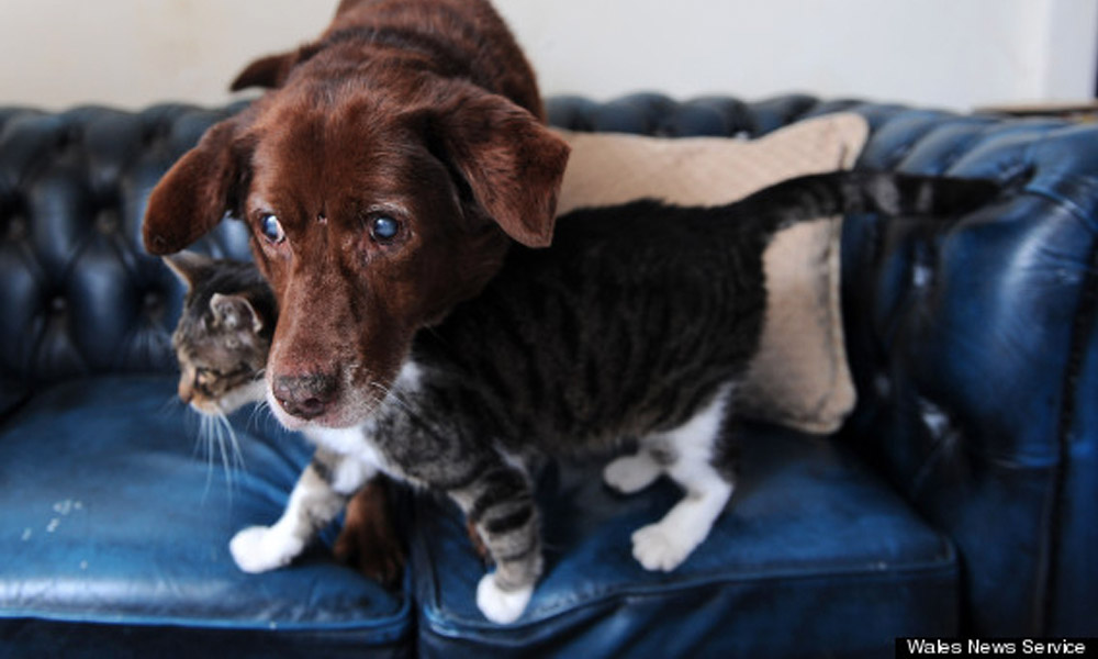 Gato torna-se guia de um cão cego e surdo