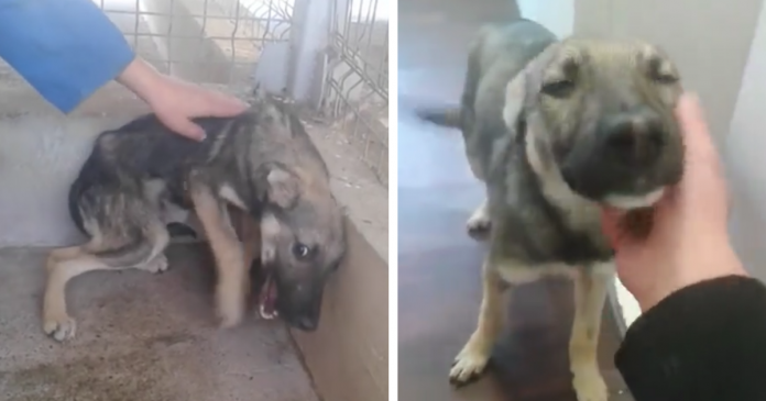 Cão vítima de maus tratos recebe amor e volta a ser feliz