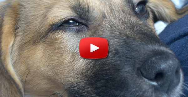 [FILME] O assassinato de um cão