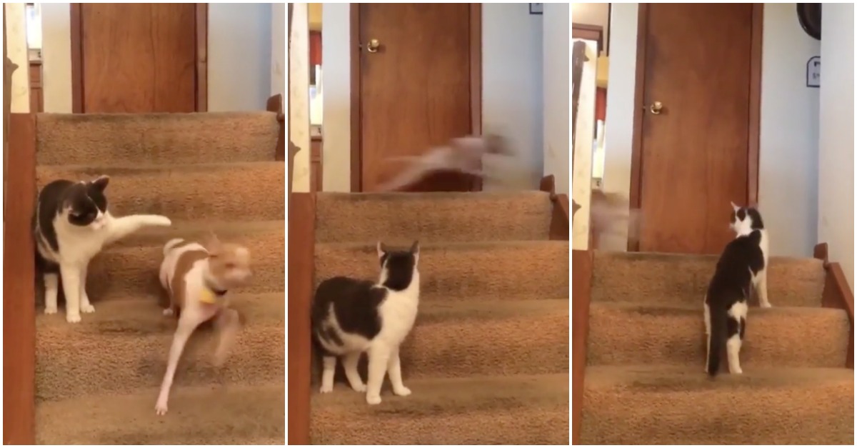 Apenas um cão em modo Turbo perante um gato que não percebe o que se está a passar...