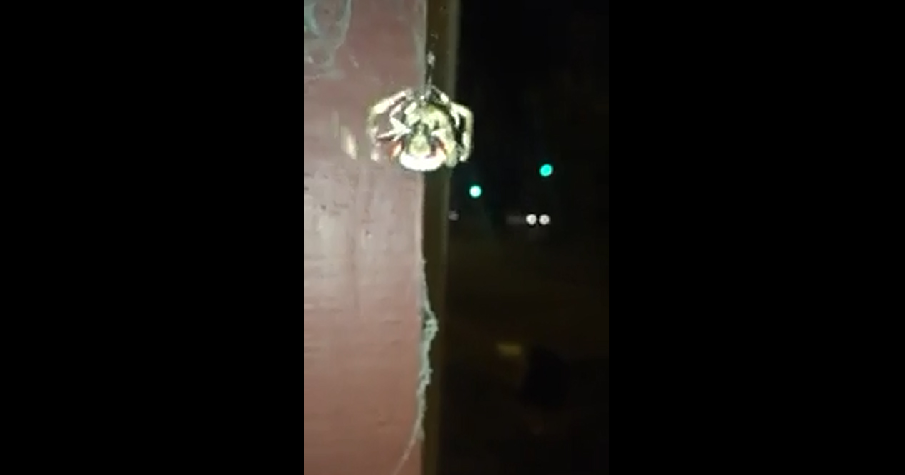 Aranha não gosta de ser filmava por humano e decide acabar com a brincadeira à sua maneira...