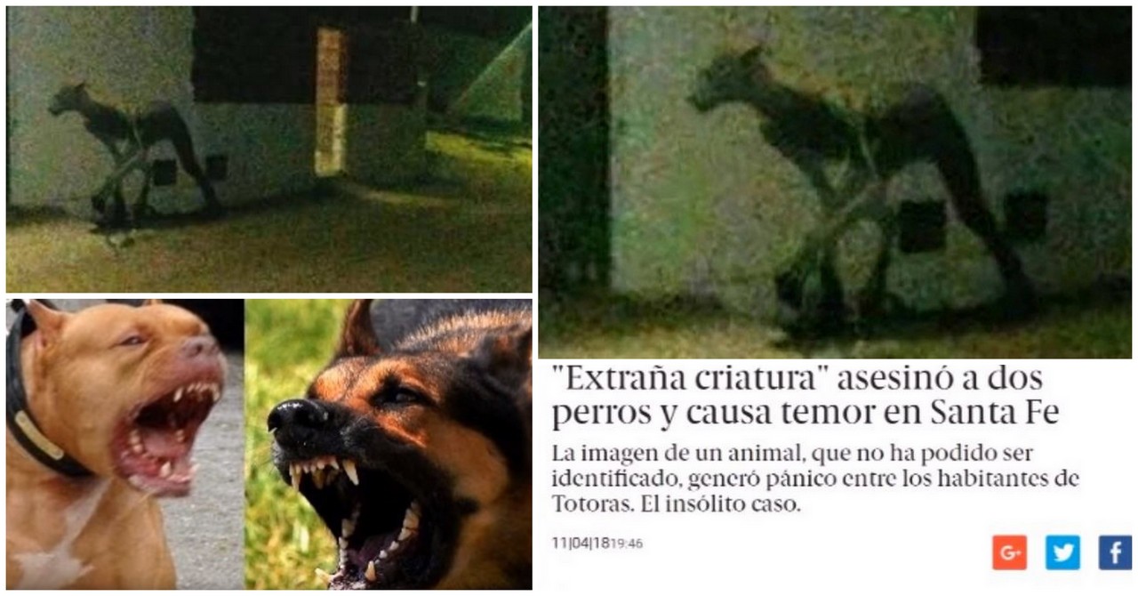 Criatura bizarra cria pânico na cidade