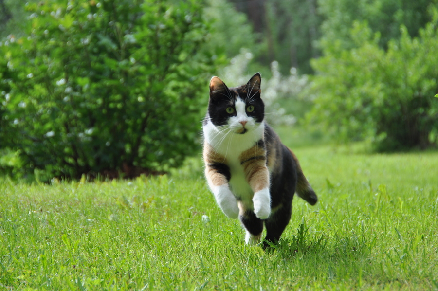Corridas de Gatos