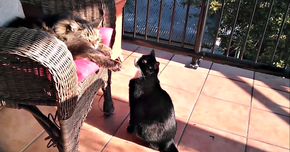 Gato maléfico assusta o seu amigo que estava a dormir
