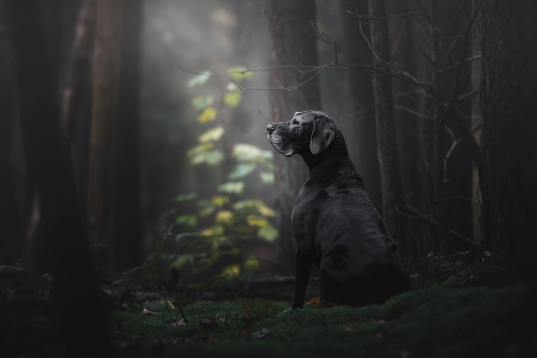 Há uma portuguesa entre os melhores fotógrafos de cães de 2018