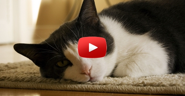 Autista amante de gatos fez algo incrível à sua casa