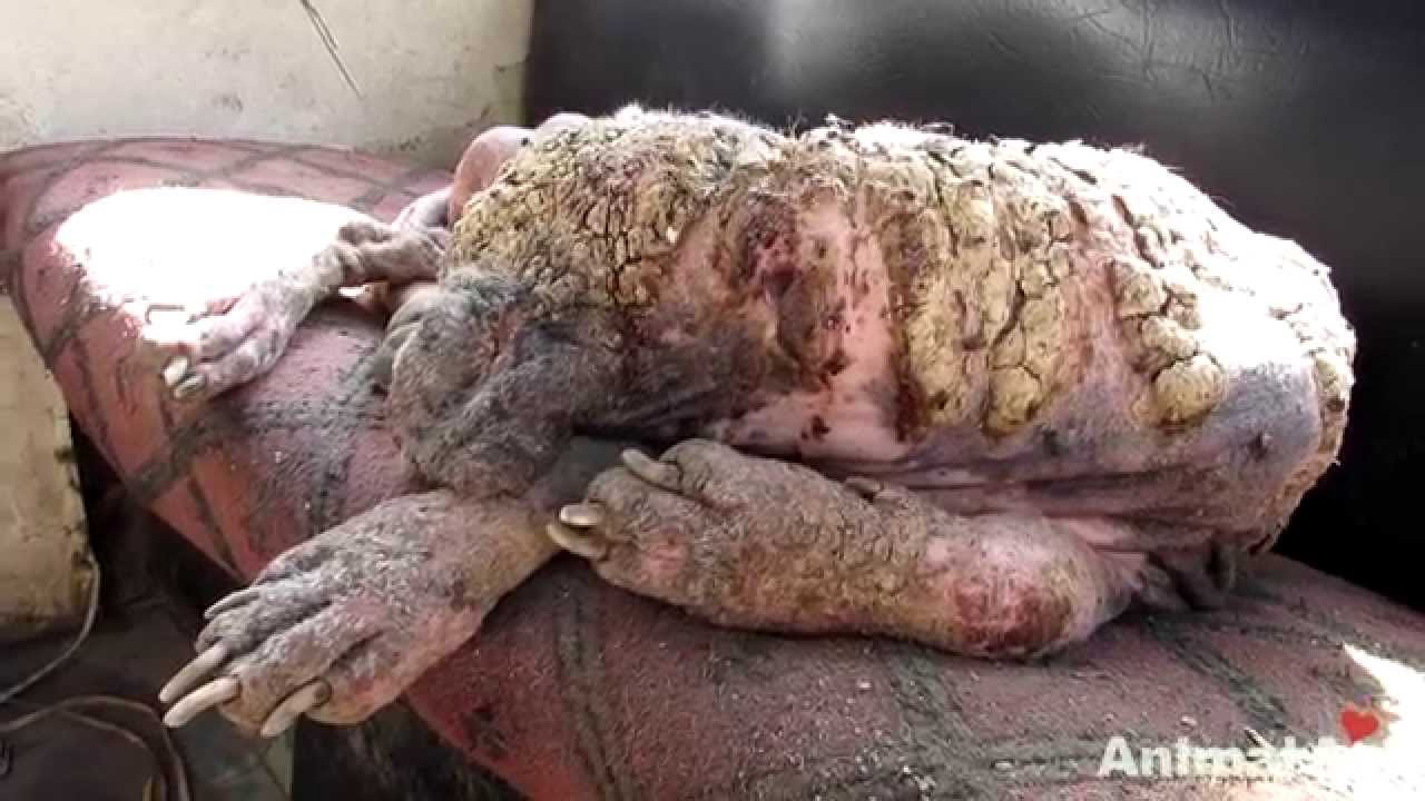 O incrível salvamento e transformação de uma cadela abandonada e às portas da morte