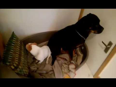 Cadelas ficam arrependidas depois de comerem os biscoitos sem autorização