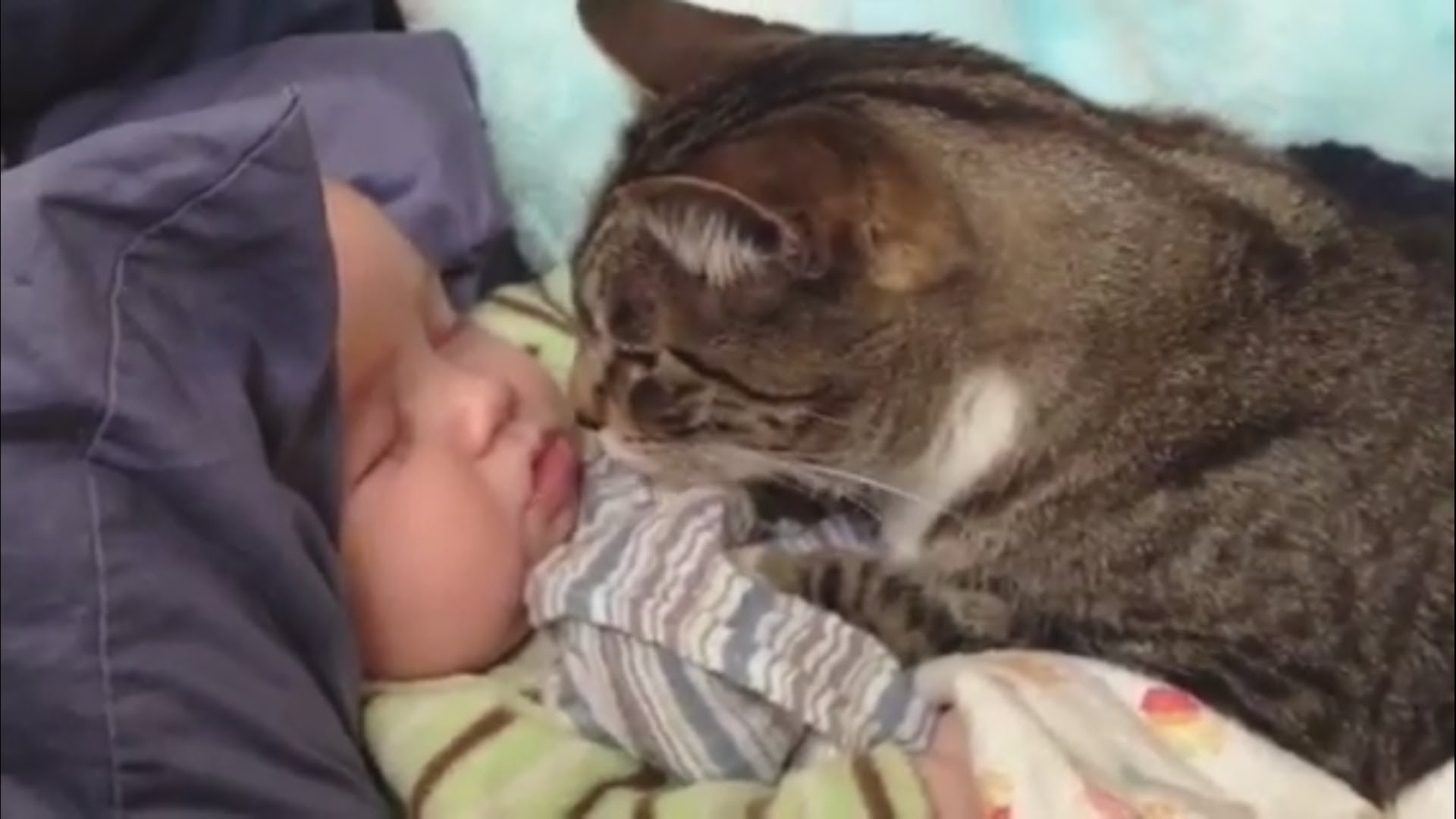 Este bebé adora ver o gato
