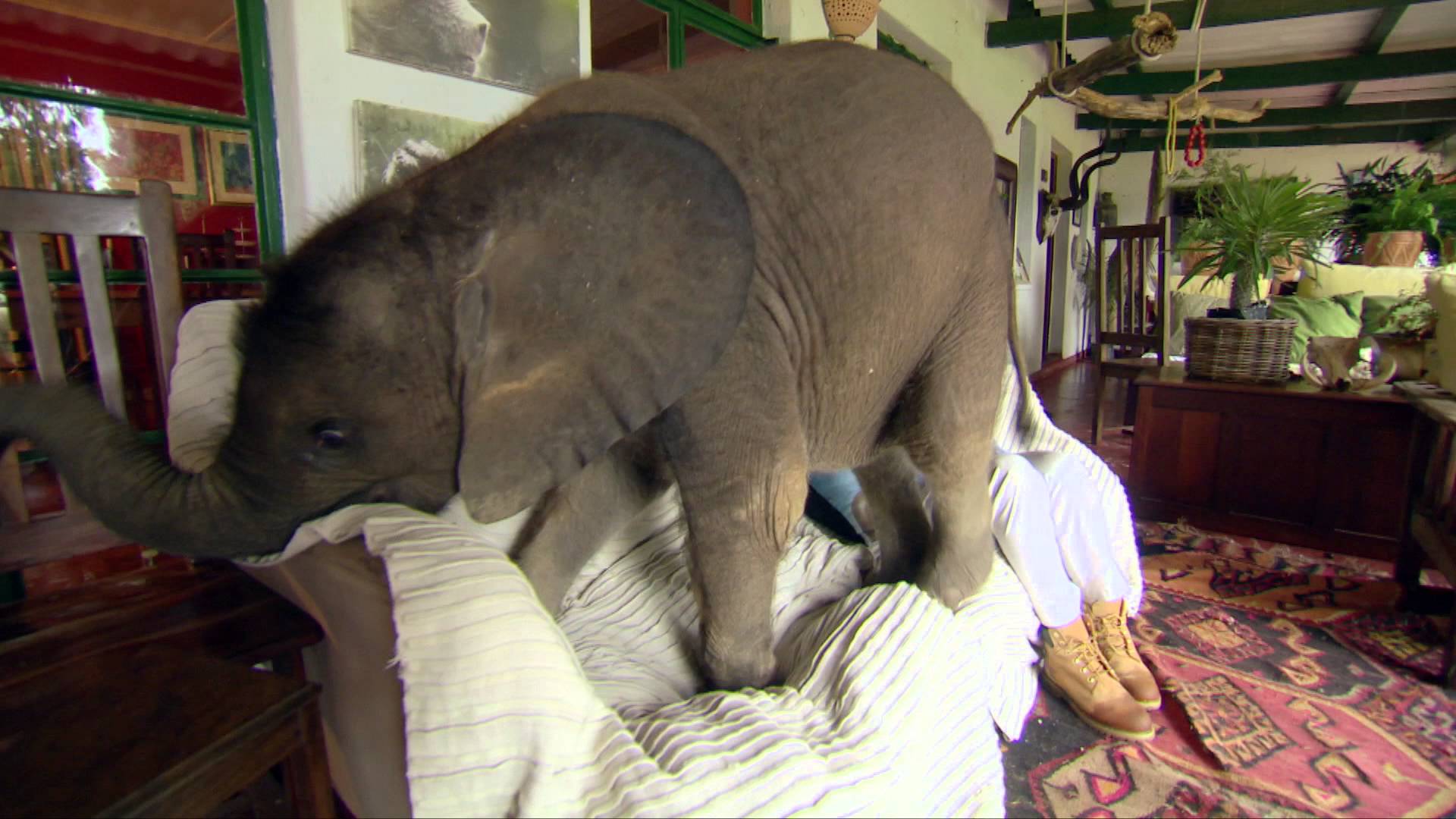 Mulher salva e adota elefante bebé