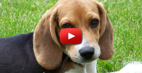 Beagle resgatado vê relva e o sol pela primeira vez! *.*