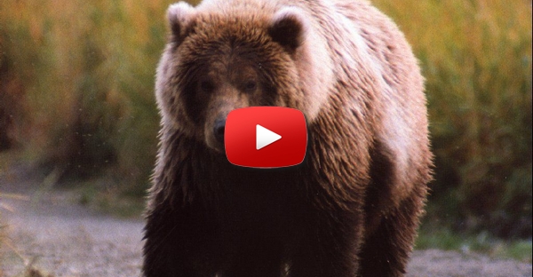 Urso vs Gato