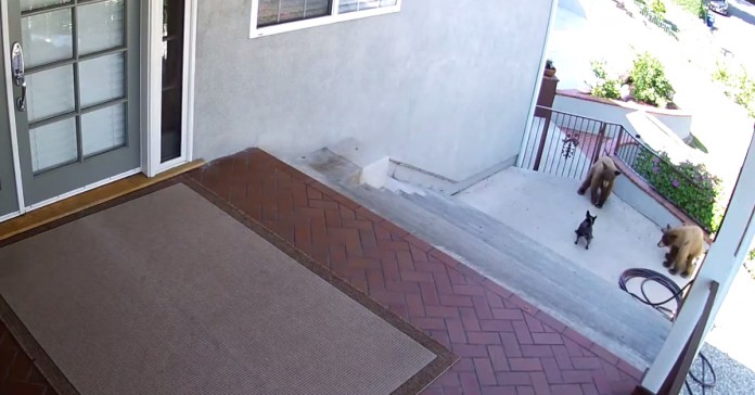 Ursos expulsos de casa por pequeno bulldog francês